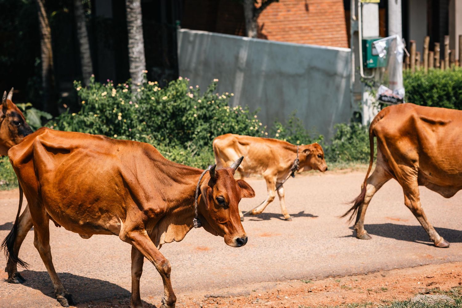 Three brown cows walk along a dirt path past green foliage and a metal fence on a sunny day in Sri Lanka.
