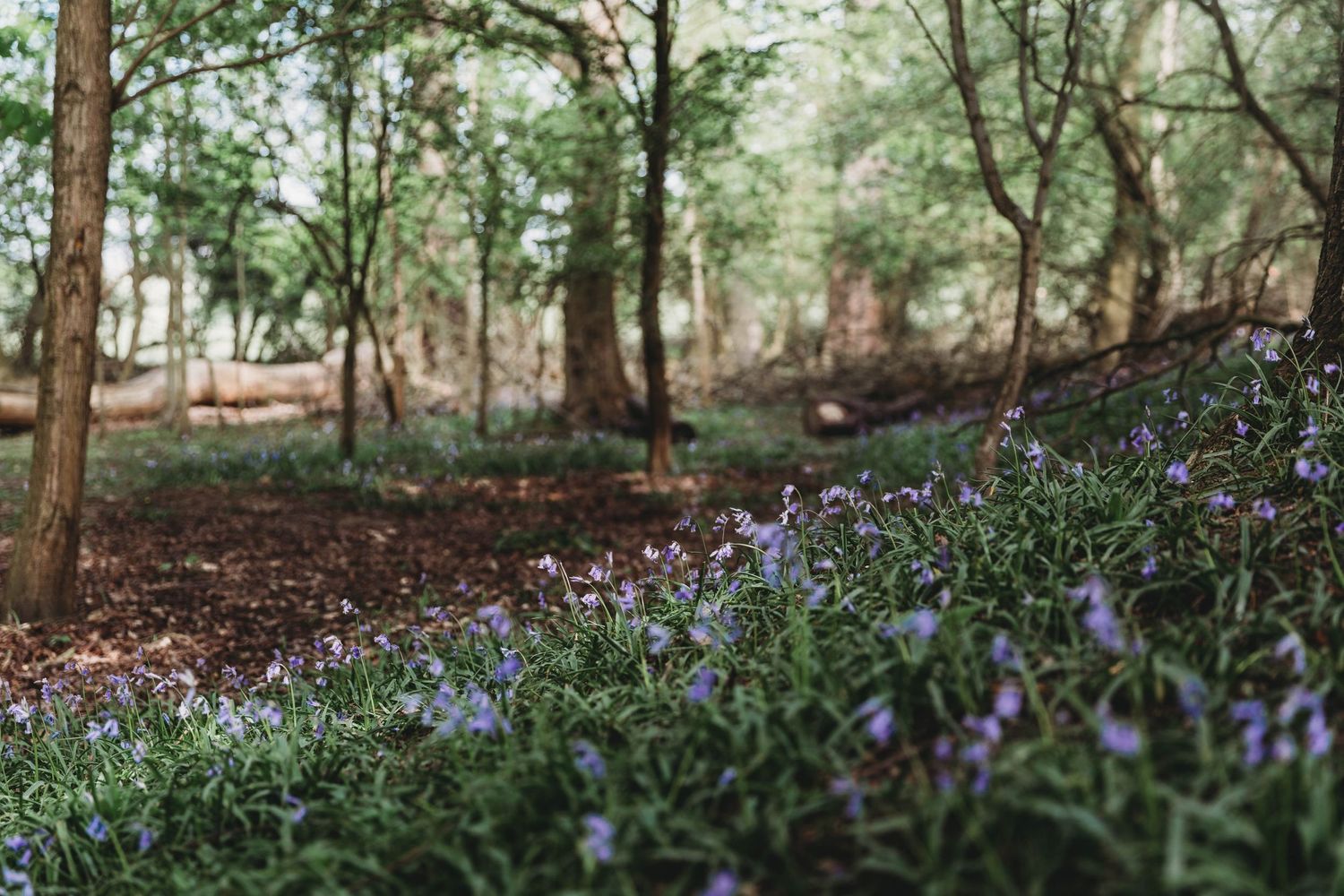 bluebells South Weald country park
