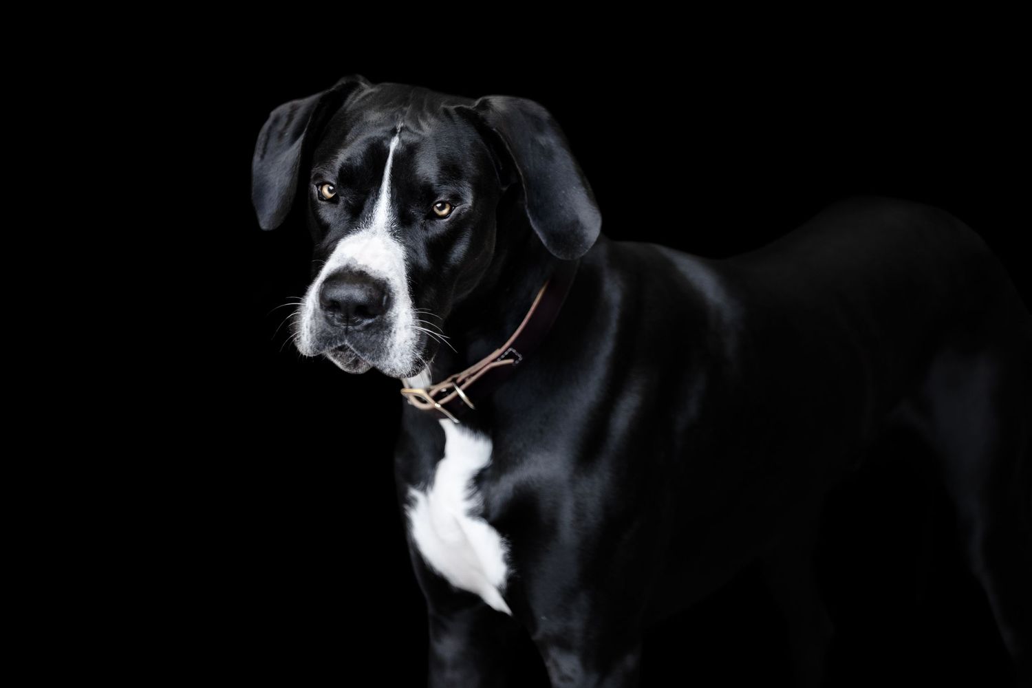 Great Dane dog black background fine art photography portrait