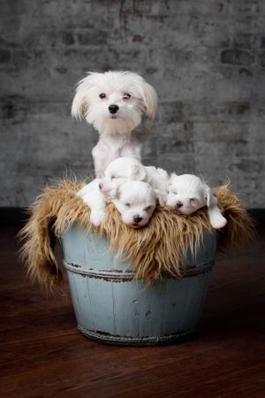 Maltese mom with puppies