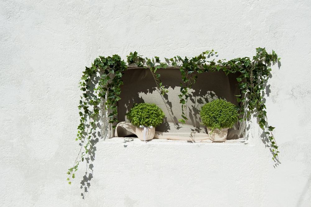 basils decorate a closed window in the island of Poros