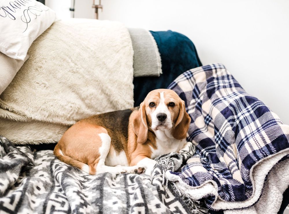 Beagle dog resting on cozy blankets and pillows.