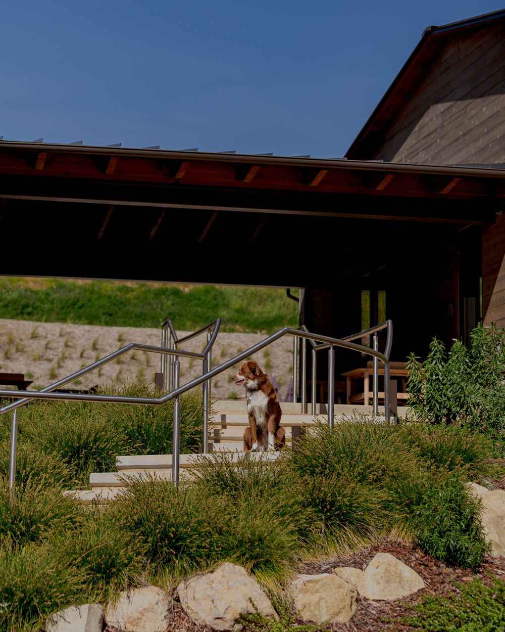 Brown dog sitting on steps at Peake Ranch tasting room in Santa Barbara Wine Country