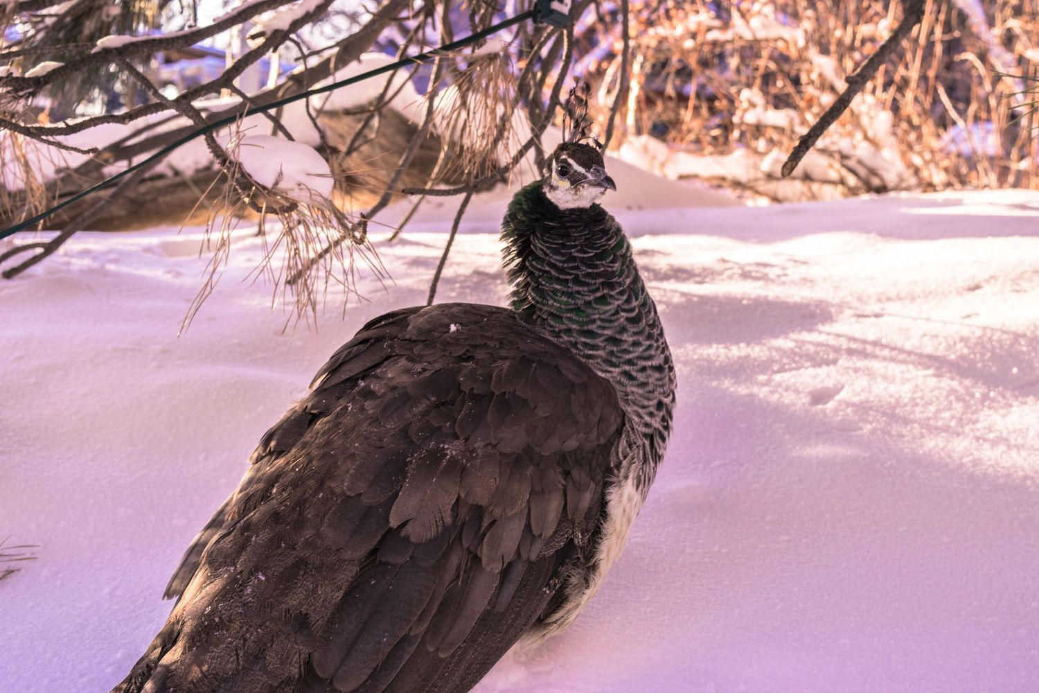 A female wild turkey stands in fresh snow beneath bare winter branches.