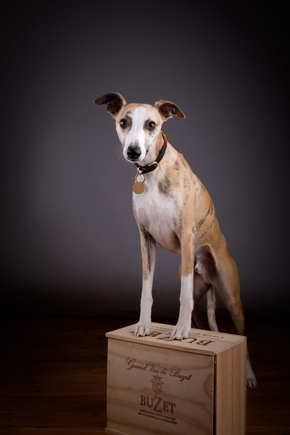 Whippet, Dog photography in Lambourn, Berkshire