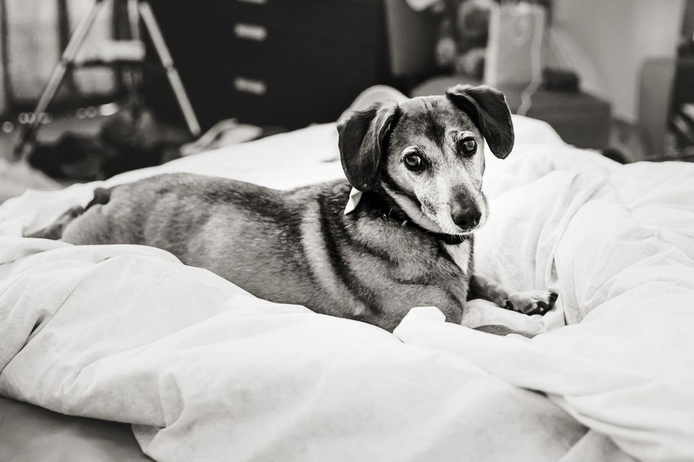 Hidden Valley Resort Huntsville Ontario Wedding Photos Shawn Van Daele