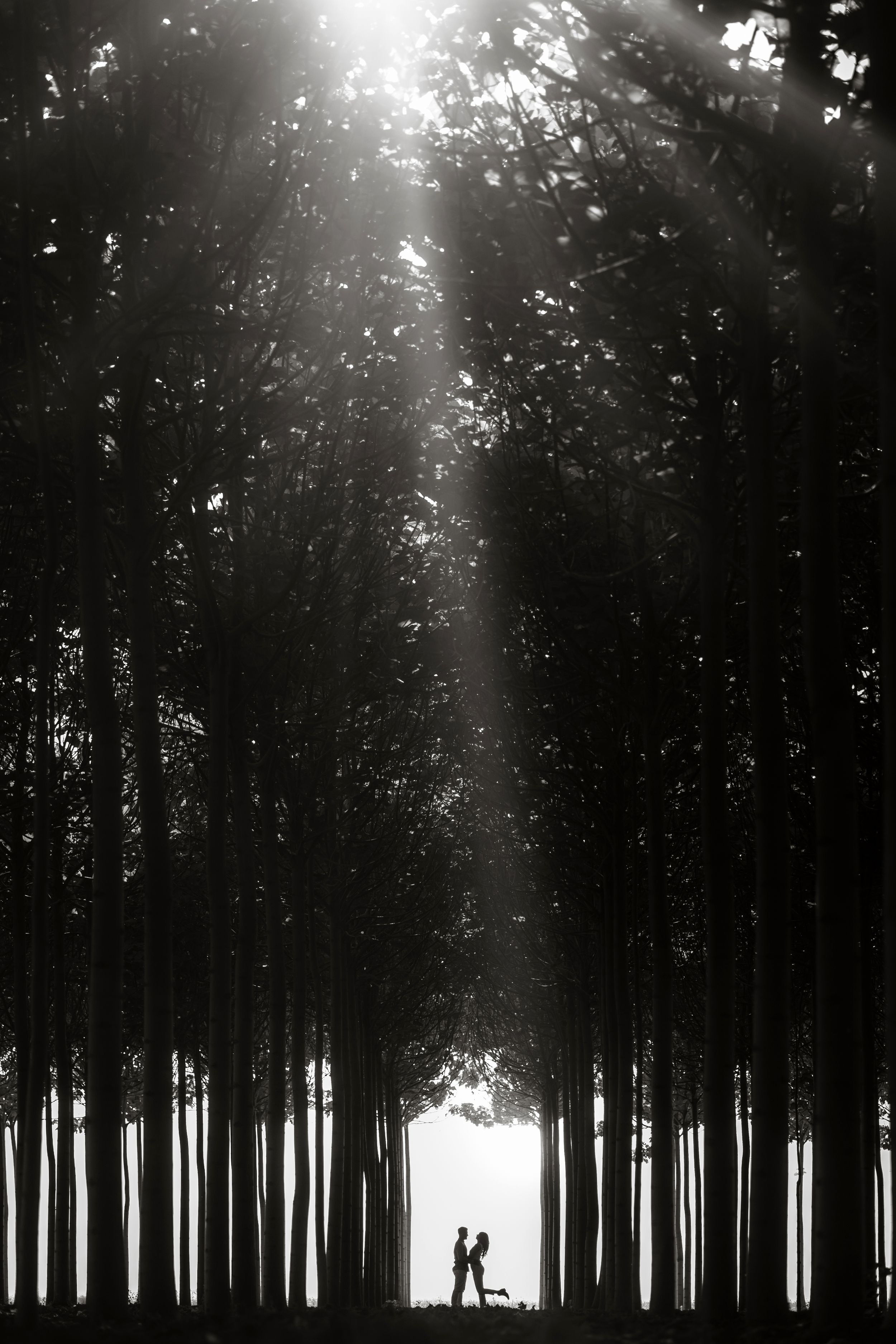 Puglia - couple - prematrimoniale - sessione di coppia - natura - bosco - piantagione di Paulonia - wedding photographer