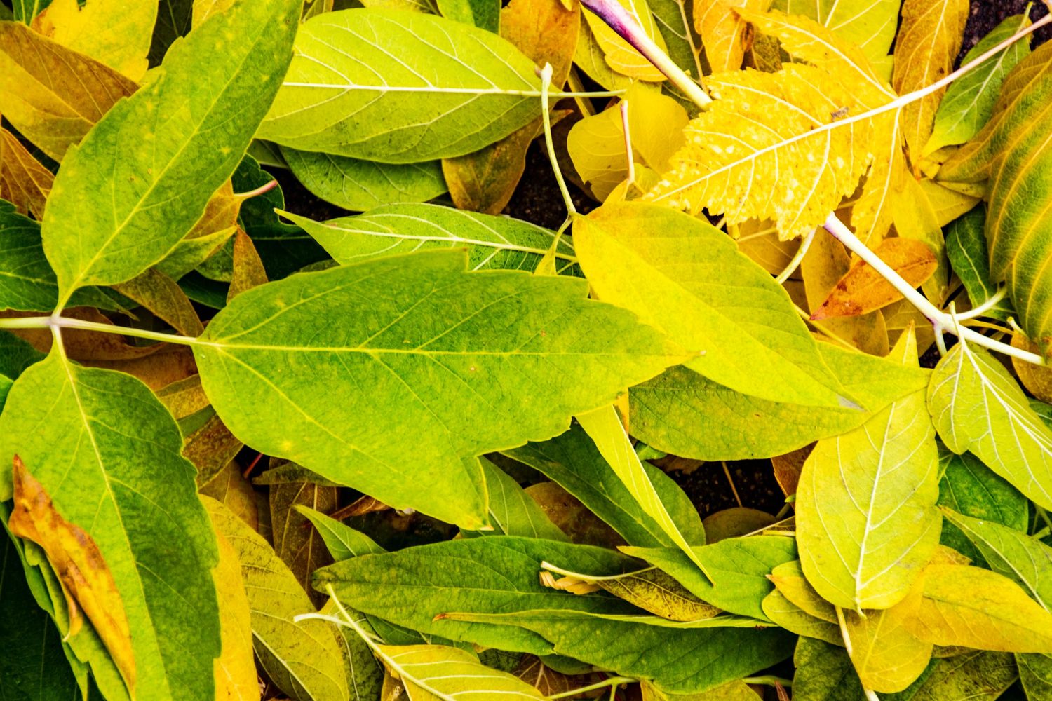 Green and yellow leaves photographed in close-up during autumn color change.