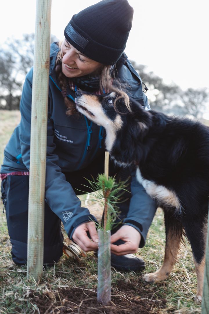 Molly the Collie dog helping us plant trees in Aberfoyle, Scotland