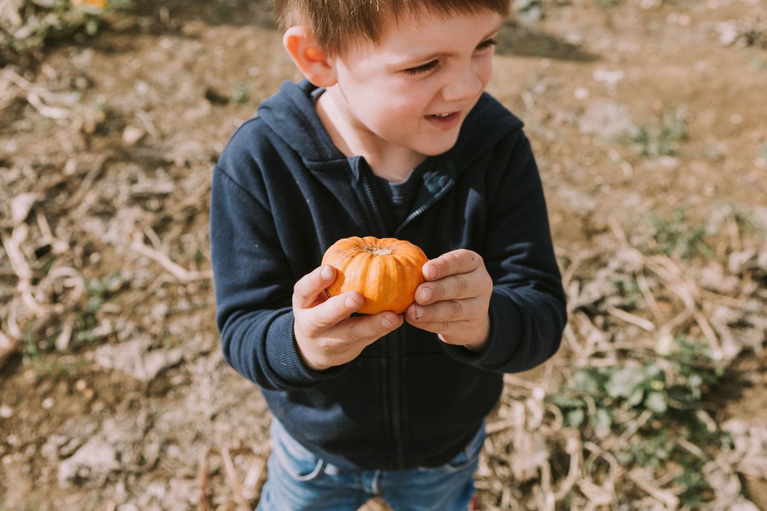 pumpkin patch essex