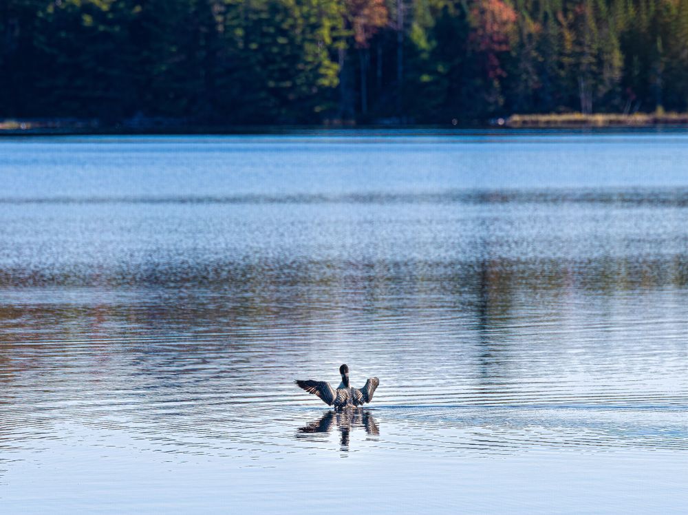Loon in water flapping wings