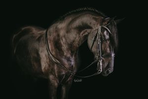 Texas black background horse