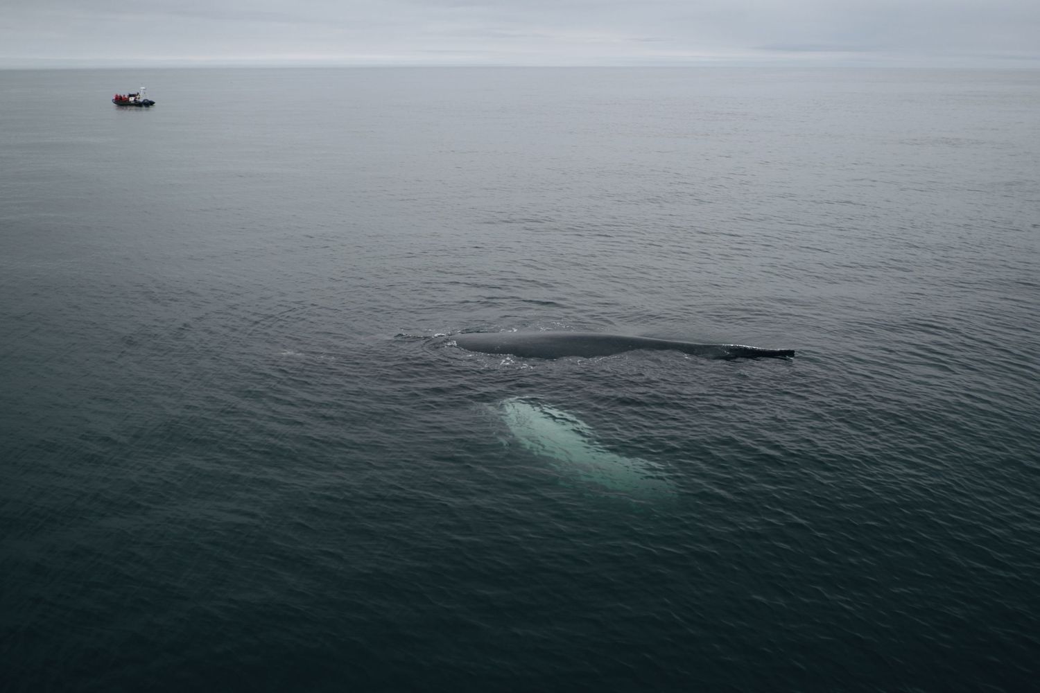 shot from above of a humpback whale swimming just under the surface of dark ocean water, a small boat in the distance