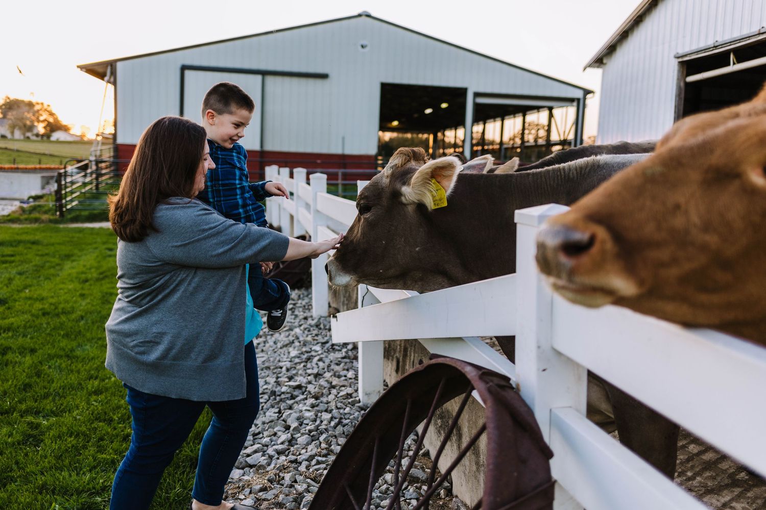 Candid photos of family touching cows at family photoshoot wales wisconsin