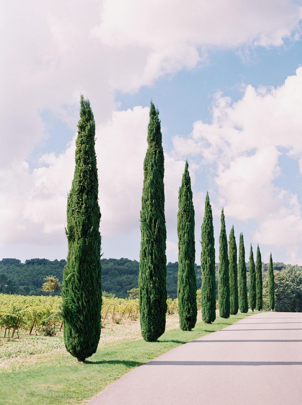 Cypress trees lining a field at Château La Coste, Provence.