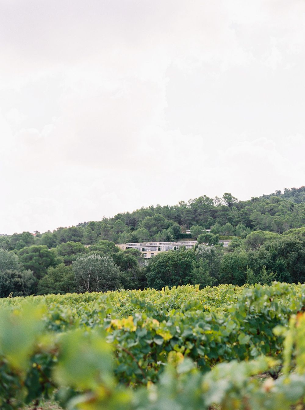 Scenic vineyard with lush green vines on a hillside in Château La Coste, Provence.