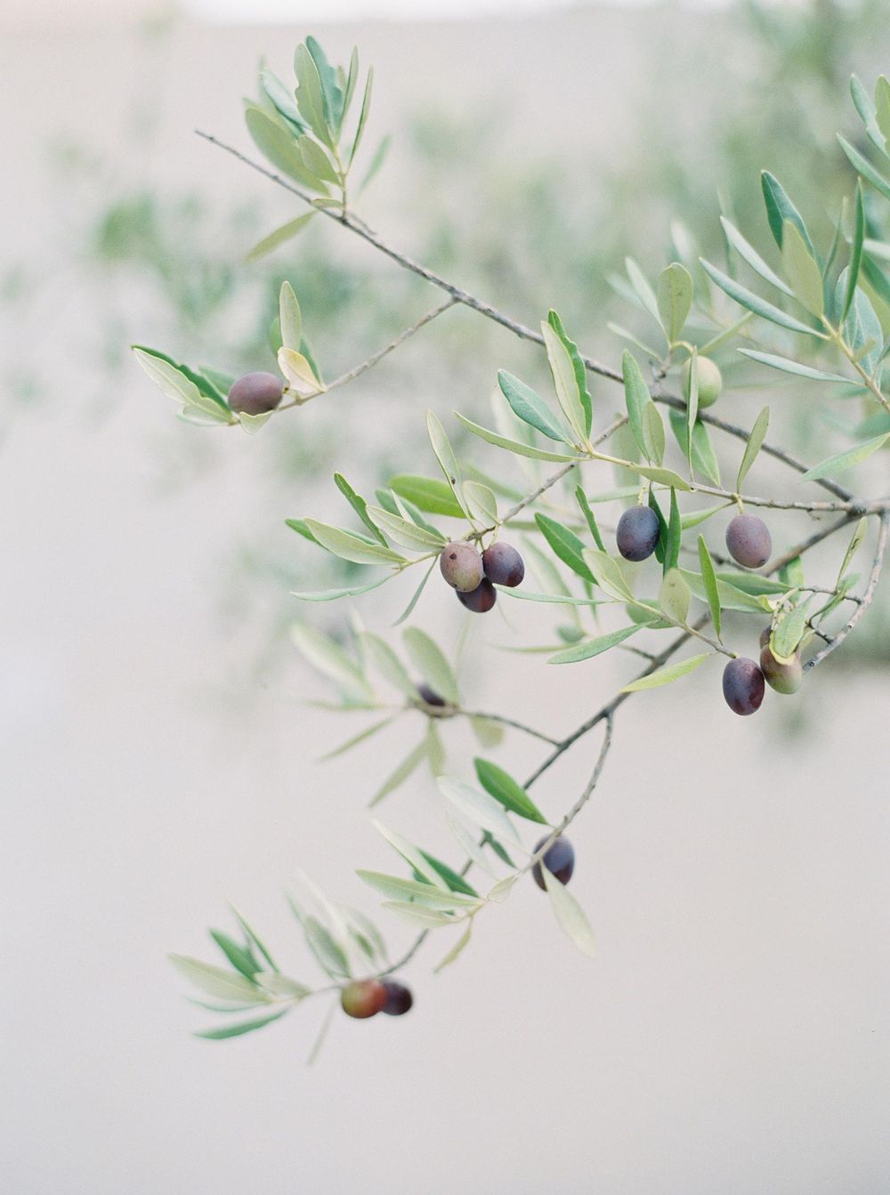Olive tree branches adorned with vibrant green leaves in Villa La Coste, Provence.