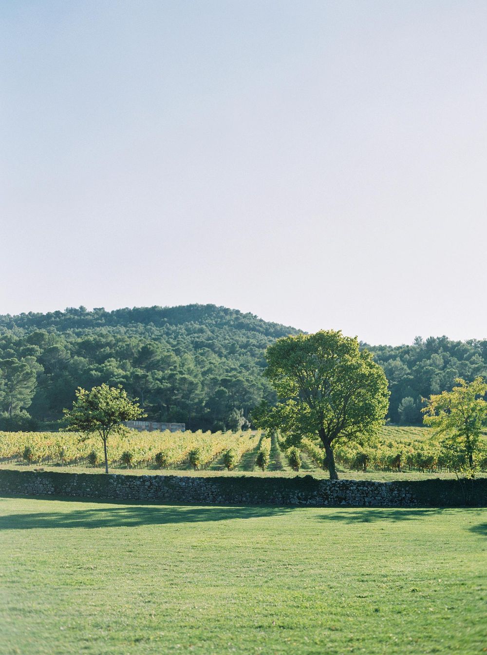 A picturesque vineyard in Château La Coste, Provence, featuring a serene field with lush trees and grass.