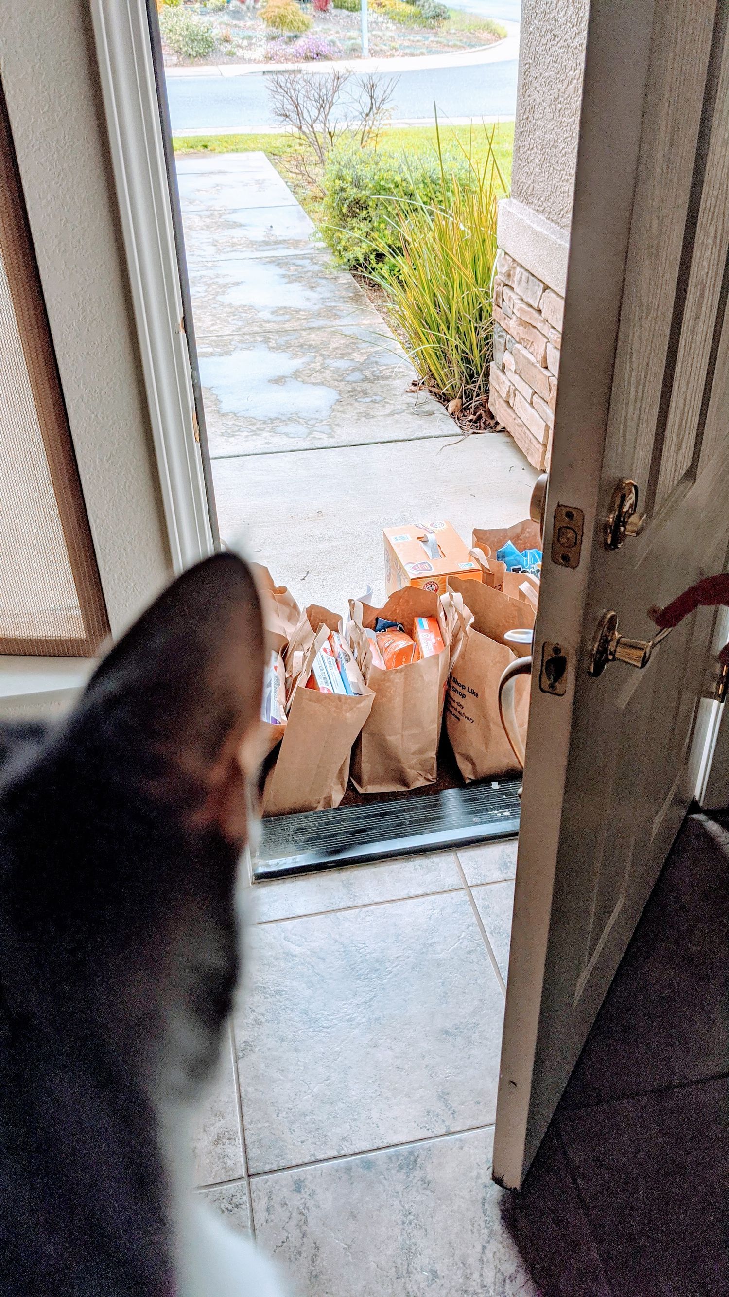cat looking out at groceries being delivered on the front porch
