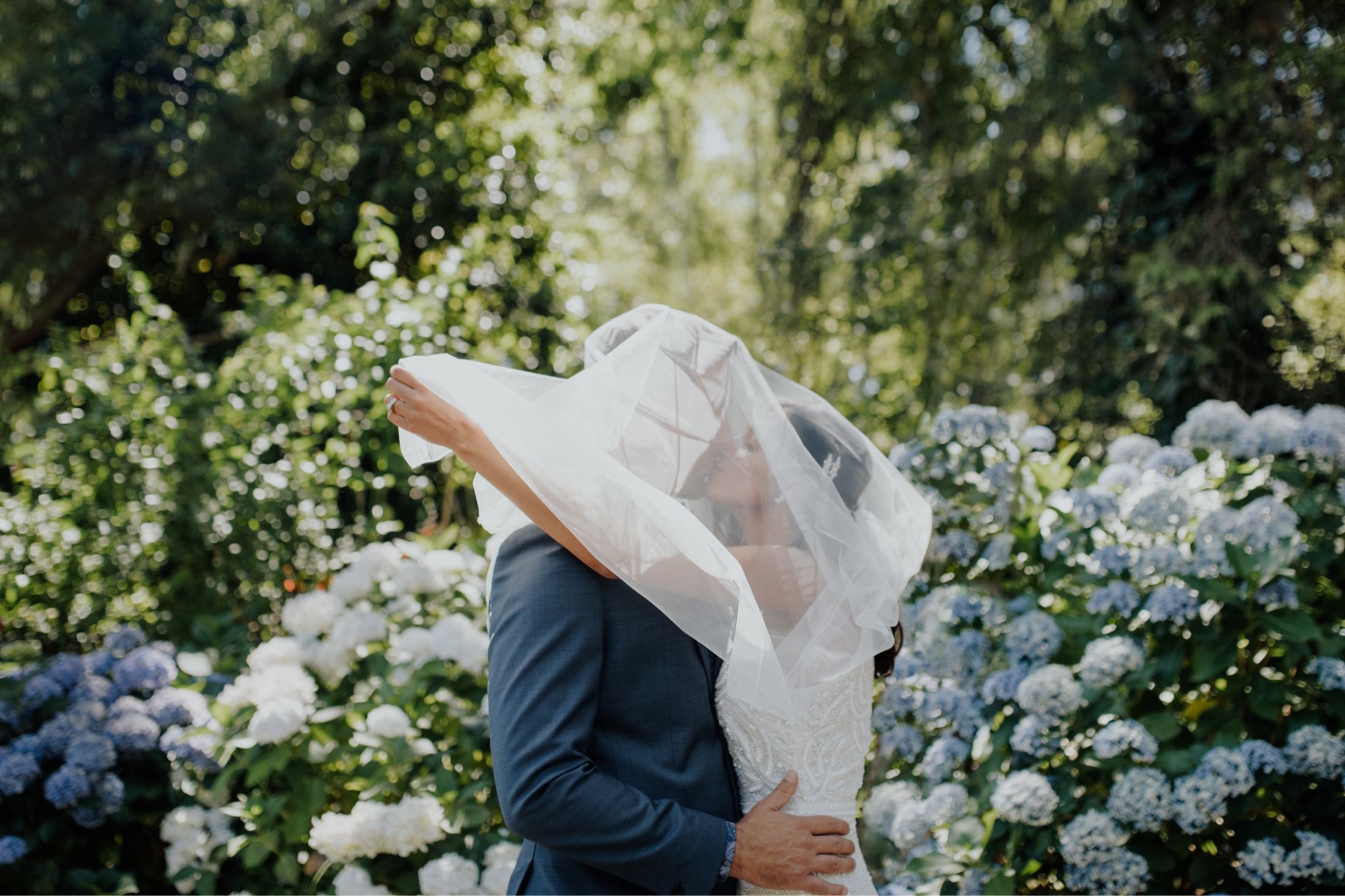 Closeup of bride and groom kiss under wedding veil in front of blue hydrangea flowers in Sassafras