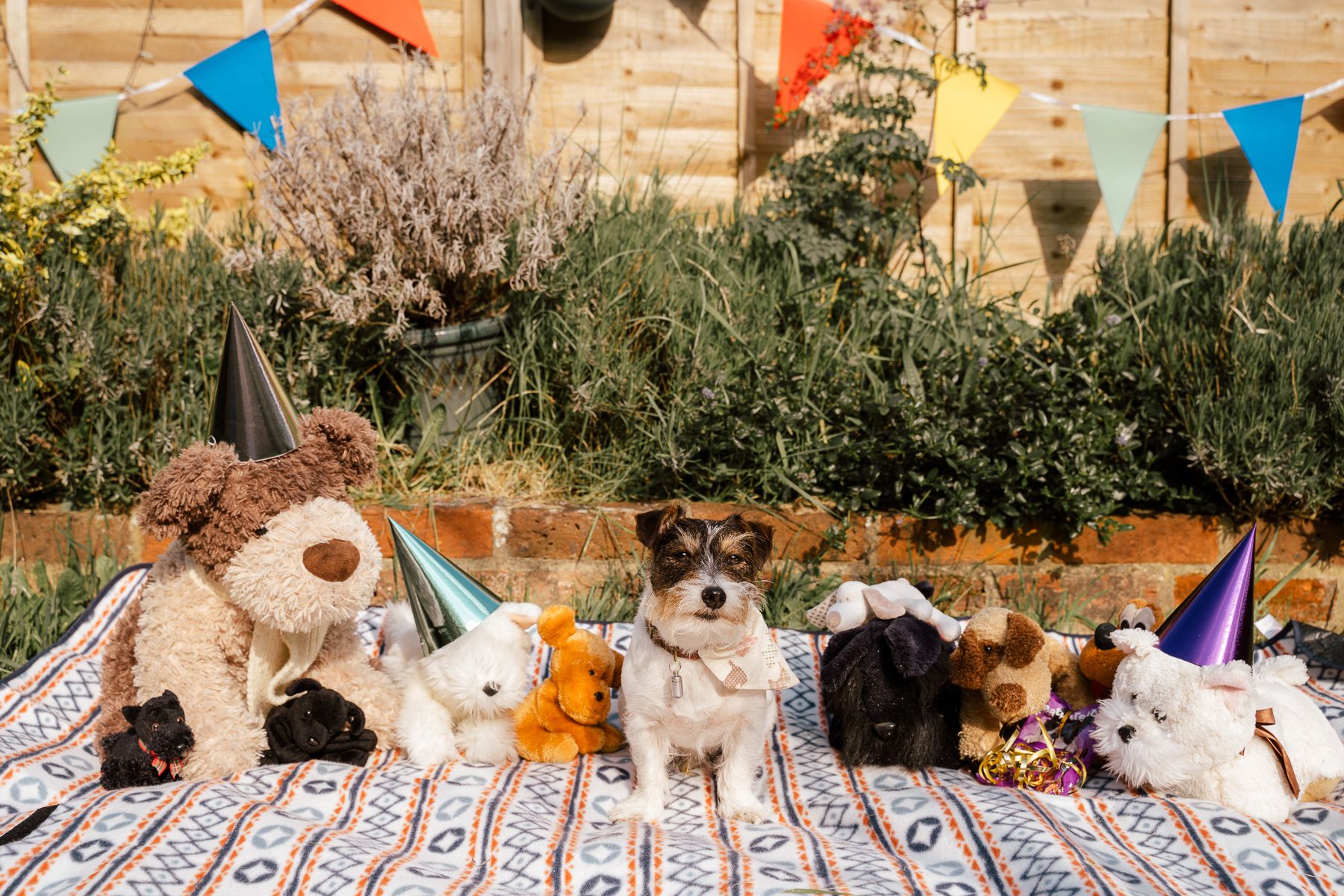 A dog and all his cuddly toy friends at his birthday party - dog photography in Hampshire.