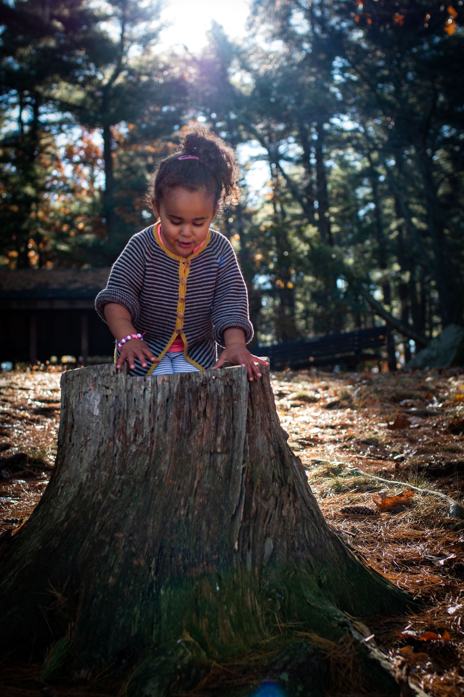 Forest, sun, and tree stump. Little girl exploring and having fun, in her magical world.