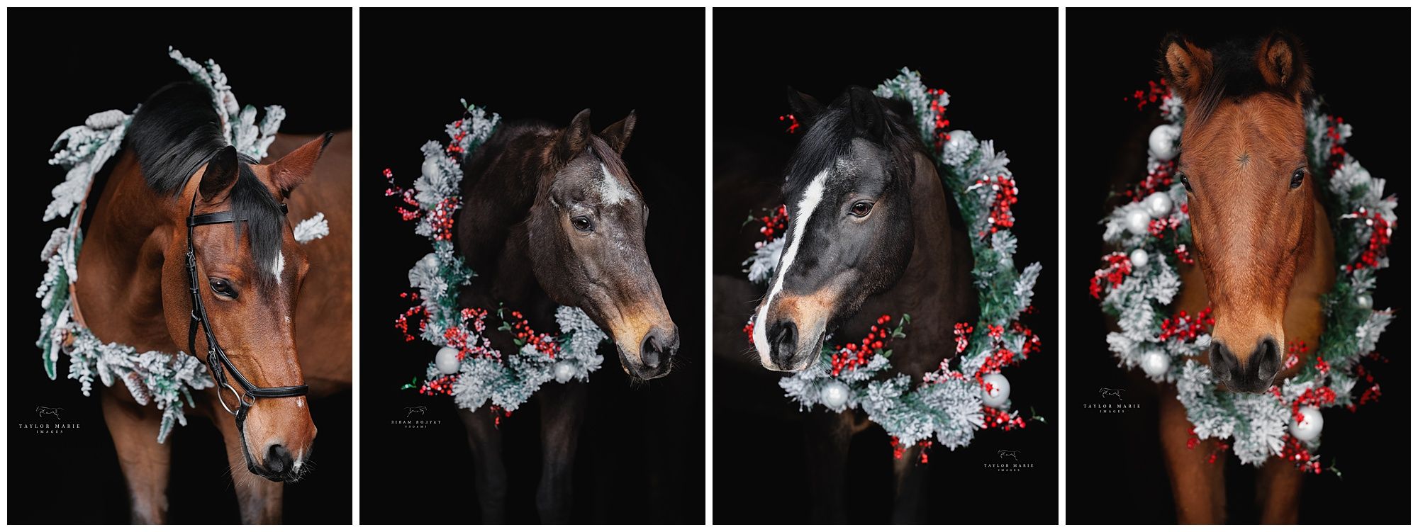 horse black background christmas holiday theme black backgrounds