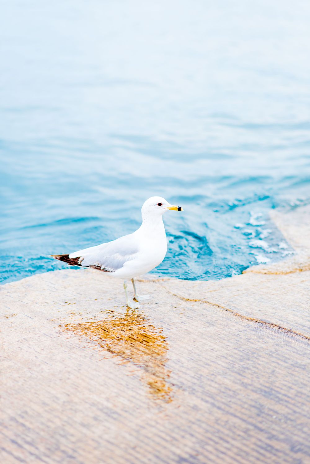 white seagull at the edge of Lake Michigan's blue water