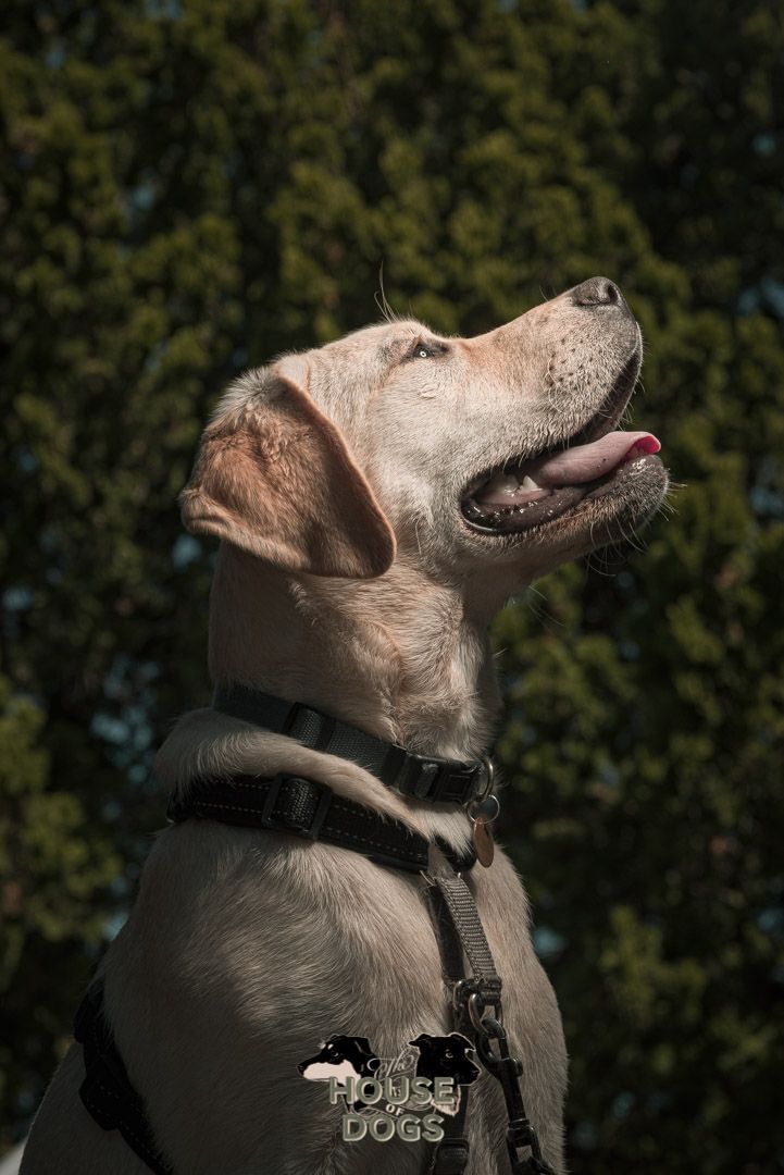 On location pet portraits of dog