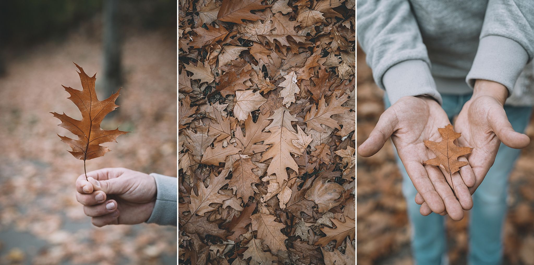 couleurs d'automne celine.s Photography