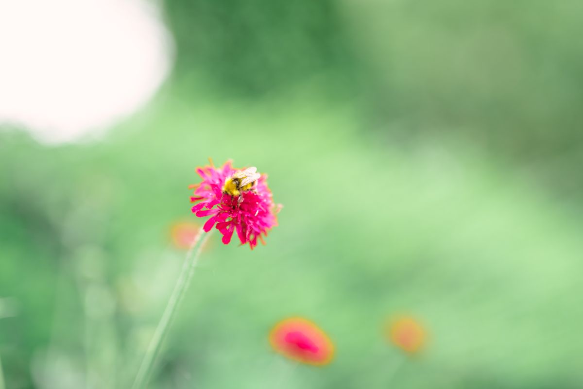 bee pollen flower sustainable wedding suppliers