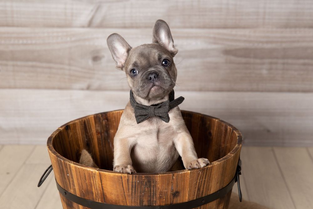 puppy dog with bow tie and wooden tub