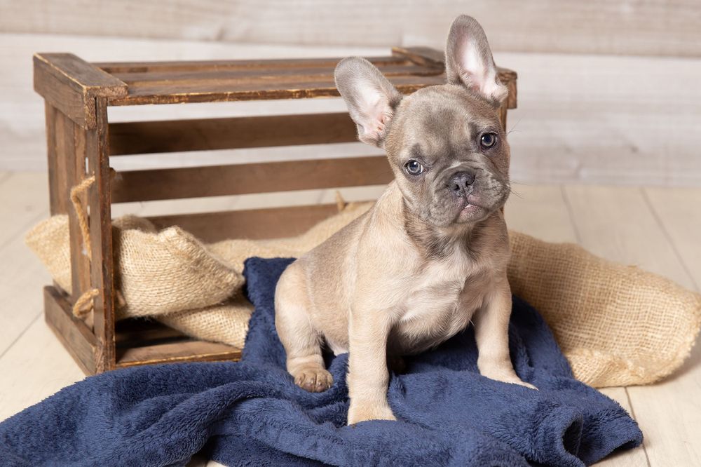 little puppy in a crate