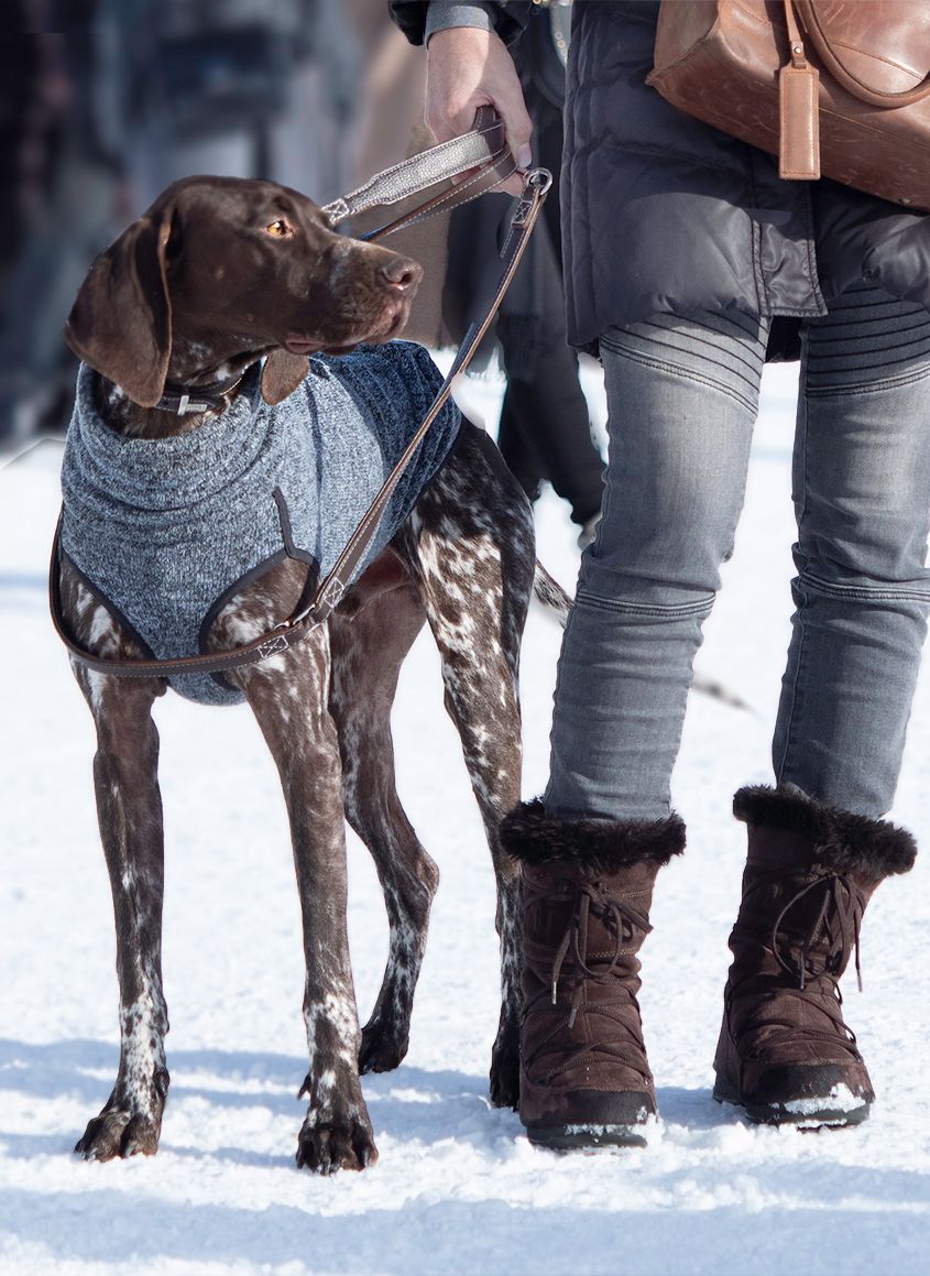 Brown and White Hound Dog with Owner in St. Moritz by Zurich Photographer Leslie Argote