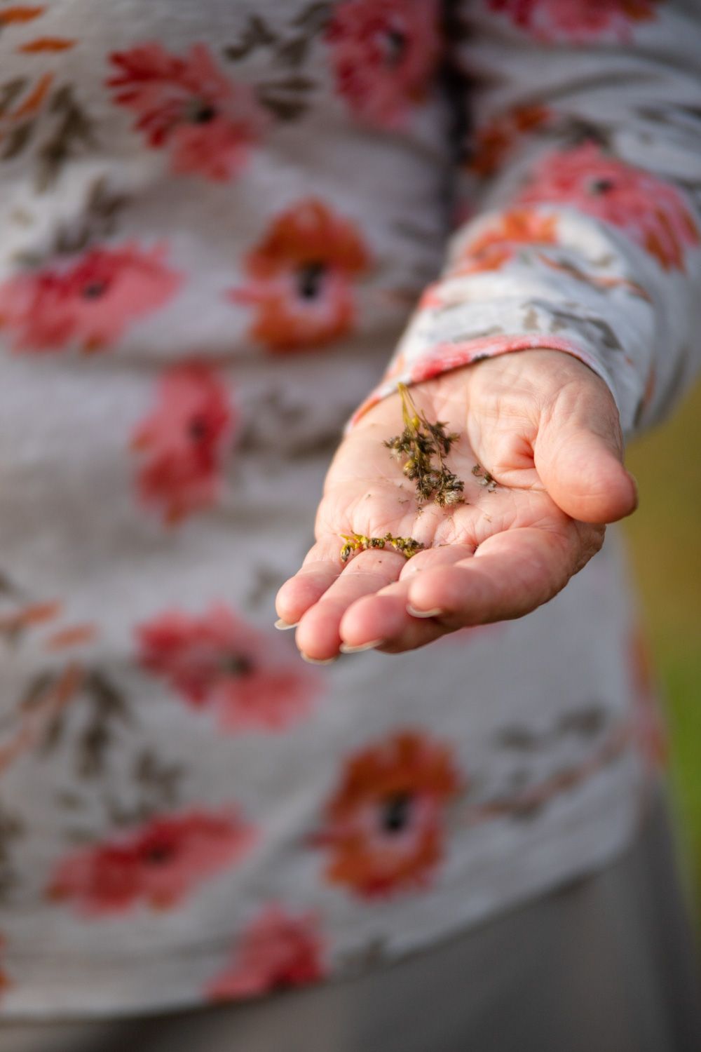 Hand holding wildflower seeds