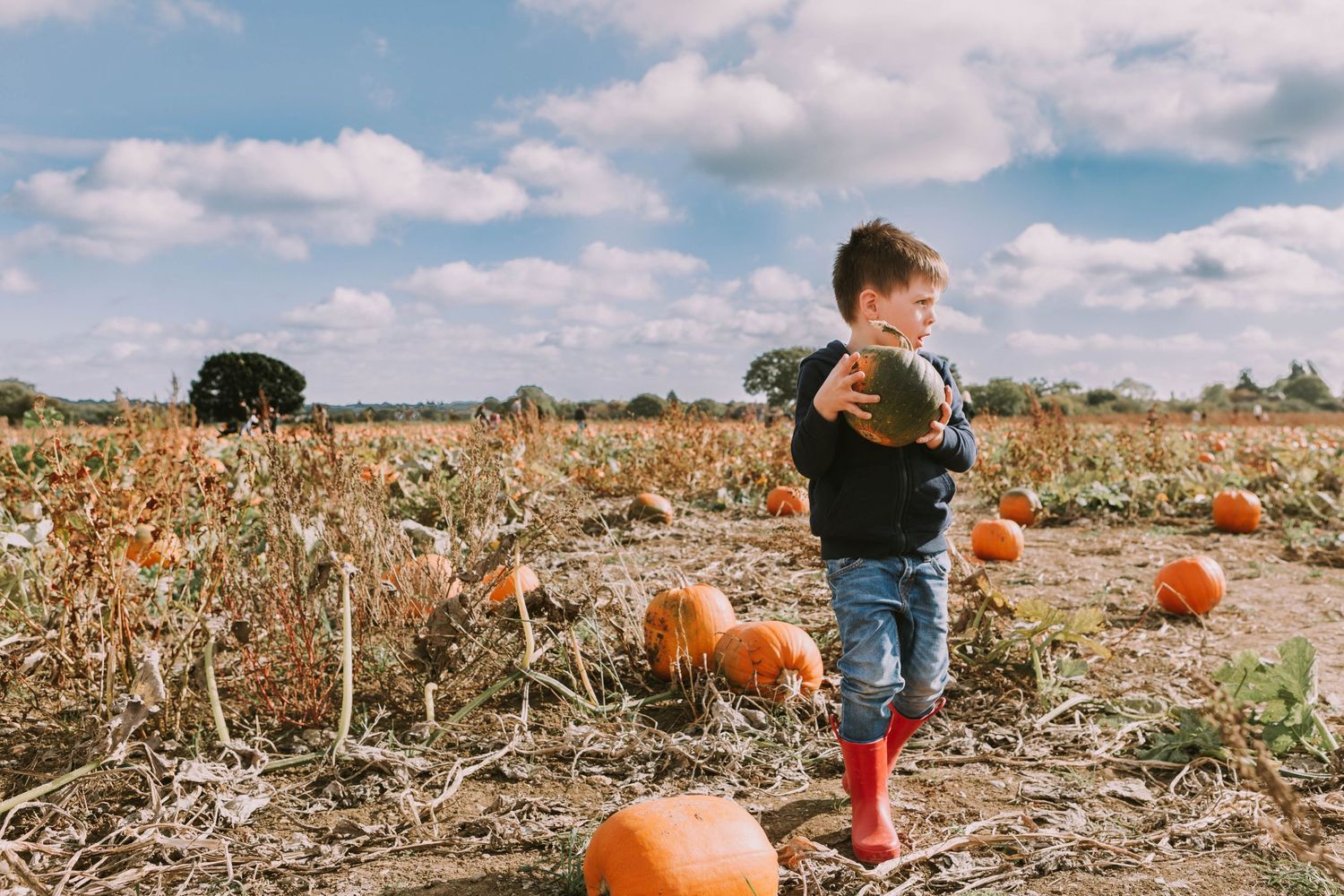 foxes farm produce pumpkin patch basildon