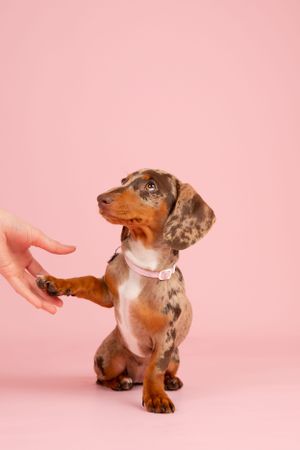 A red dappled Dachshund puppy wearing a pink collar is shaking the hand of someone off camera