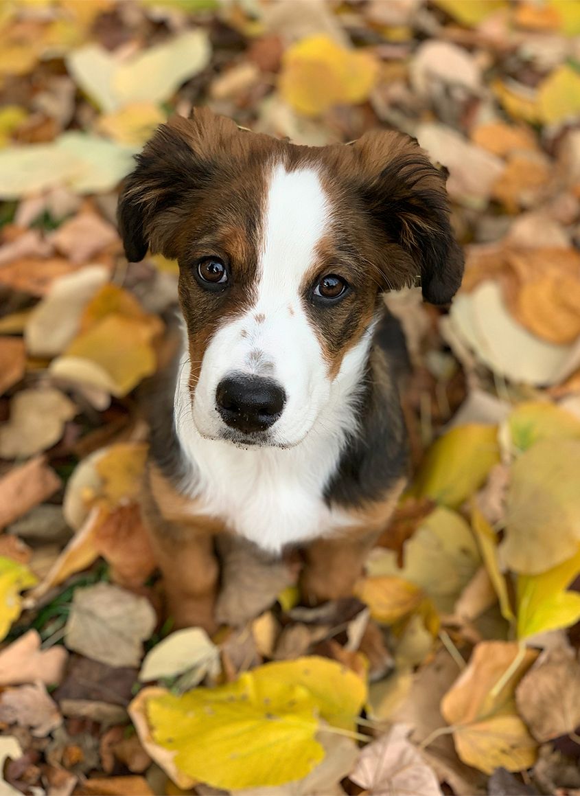 Brown and White Shepherd Dog in Autumn Leaves by Zurich Photographer Leslie Argote