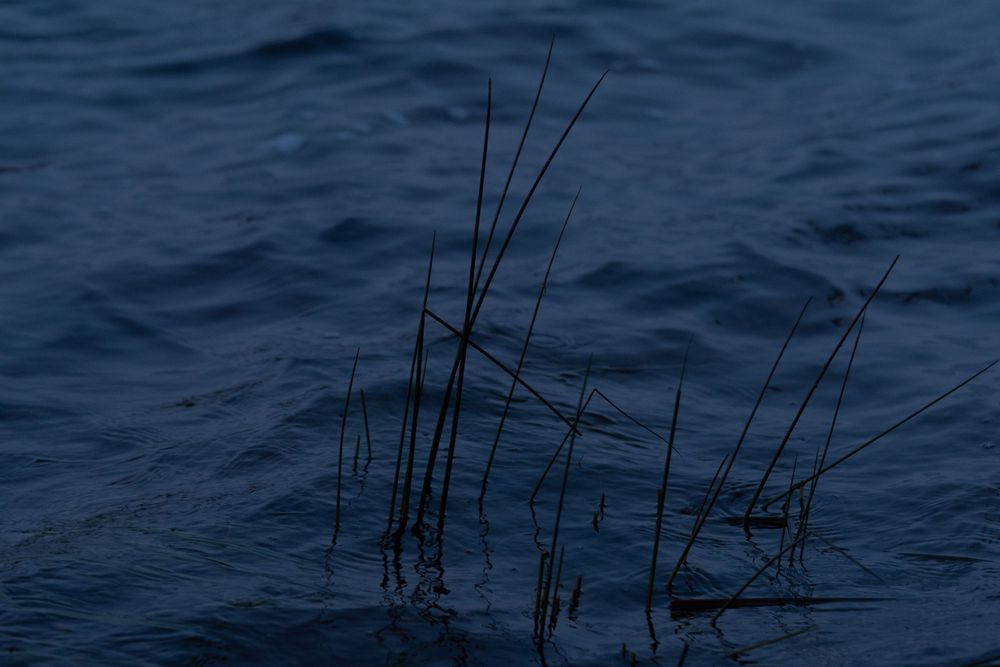 Blue water grass