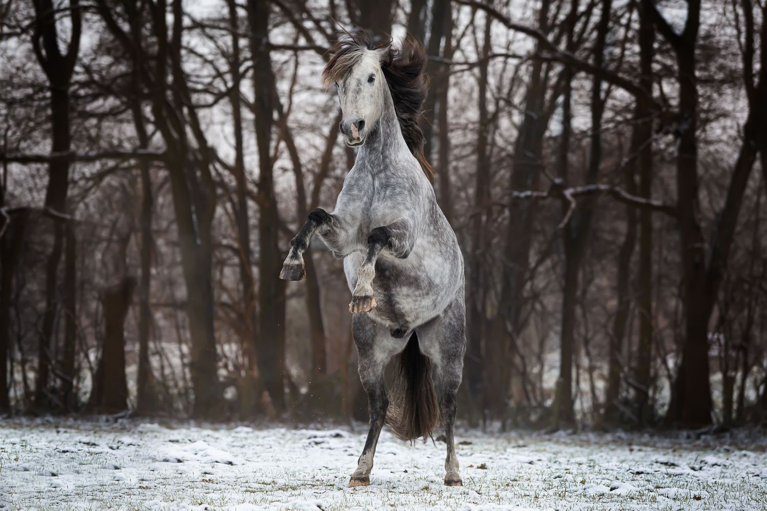 Paardenfotografie tips