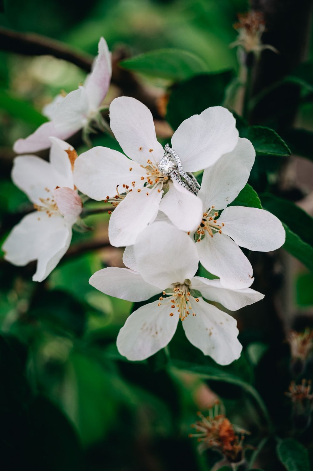 Wedding Ring details in flower bush. Wedding photography Chelan and Leavenworth.