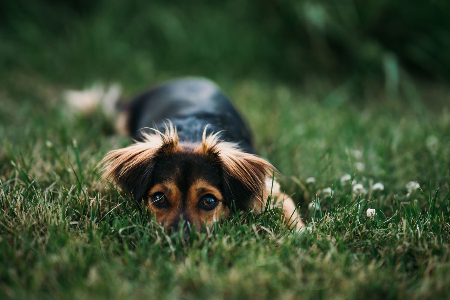 Rescue dog Pet photography Cincinnati Puppy photos Dayton Ohio