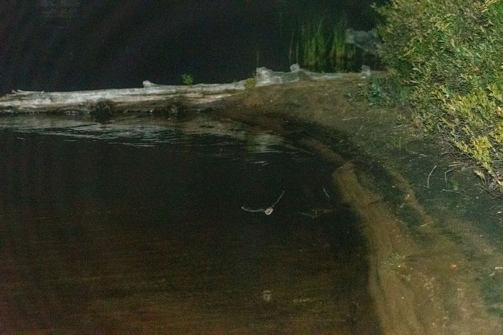 Bat on Lows Lake