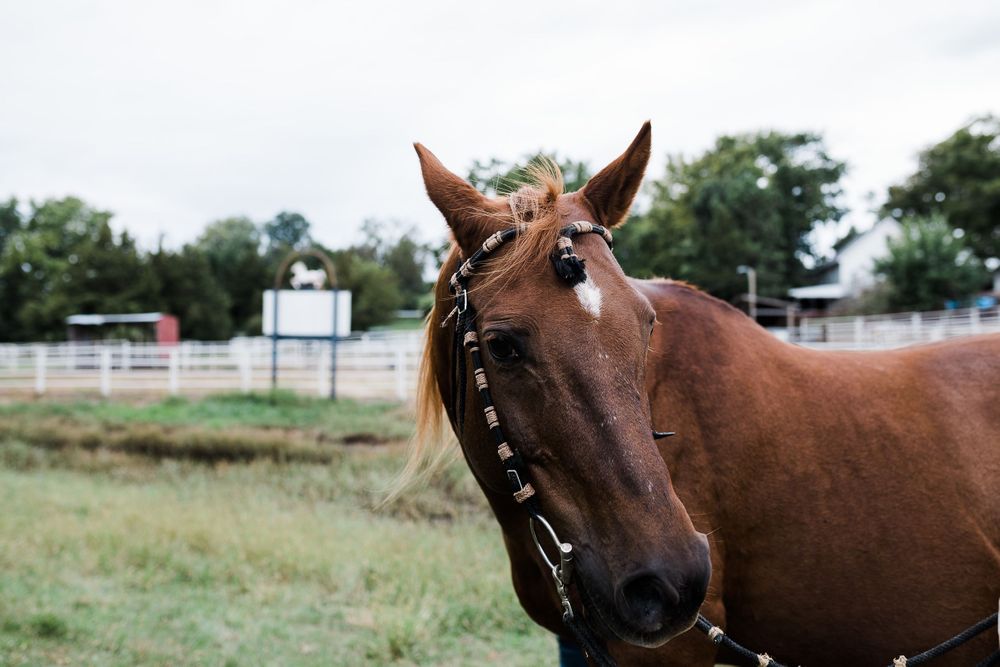 The bride's horse