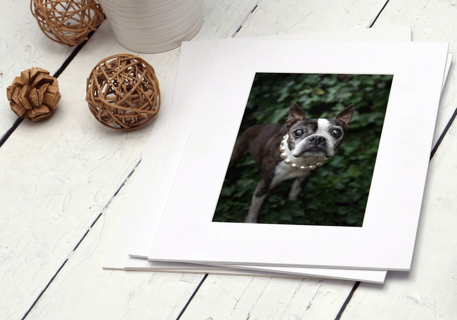 Matted print sample image - Tacoma Olympia Dog Pet Photographer