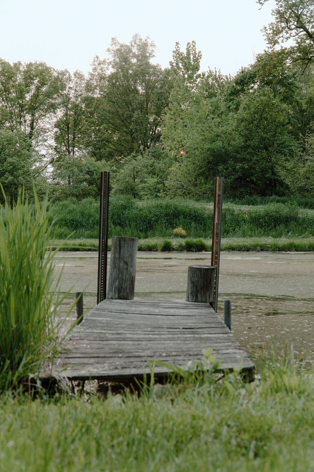 A wooden dock extends over a tranquil pond surrounded by lush green trees and tall grass.