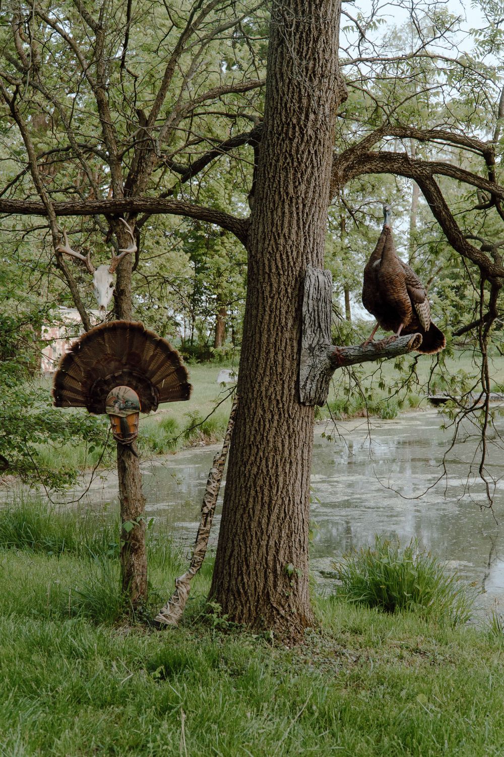 Two wild turkeys mounted on trees by a peaceful lake scene.