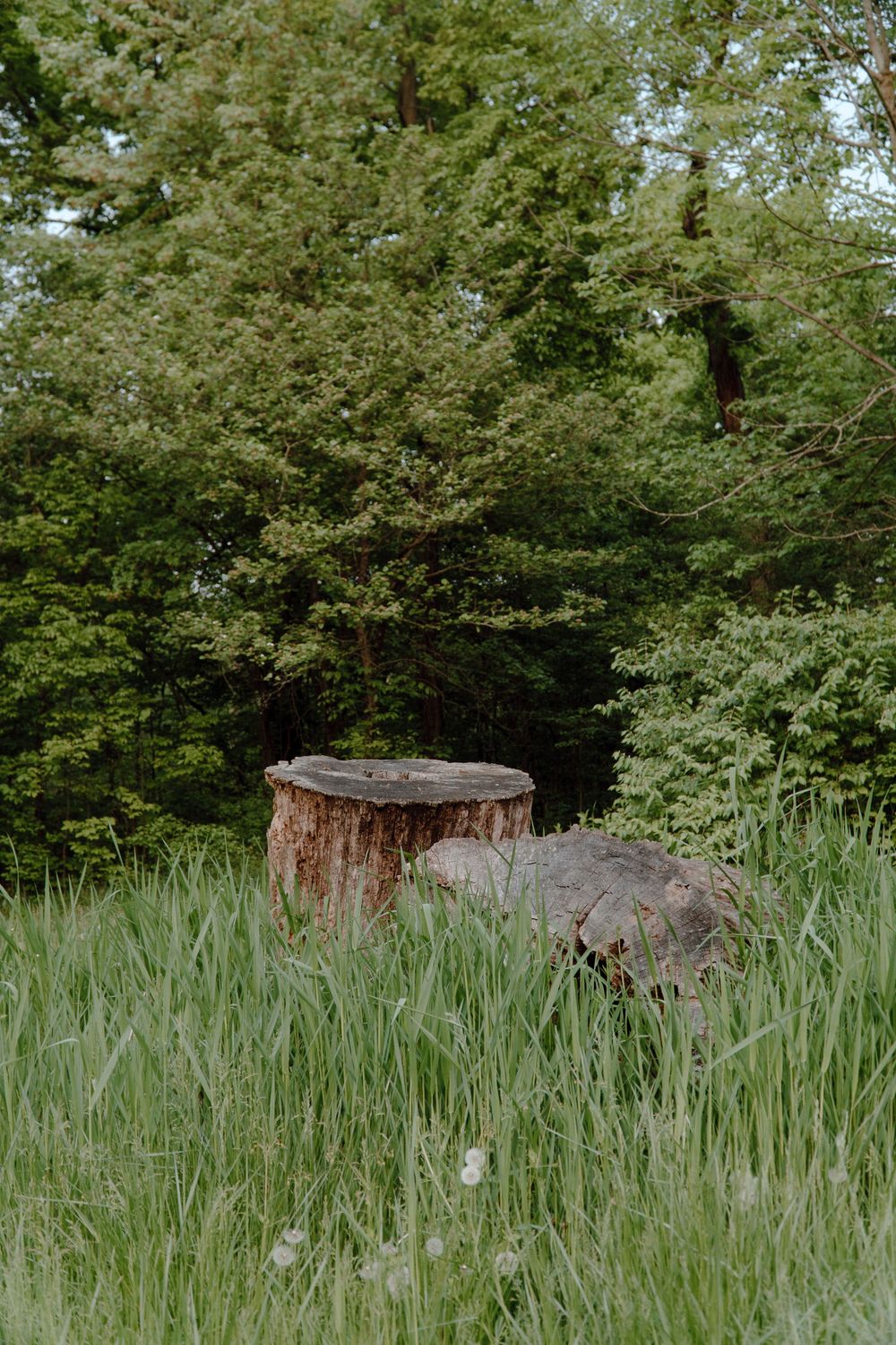 Tree stump and rock sit in tall grass with forest background.