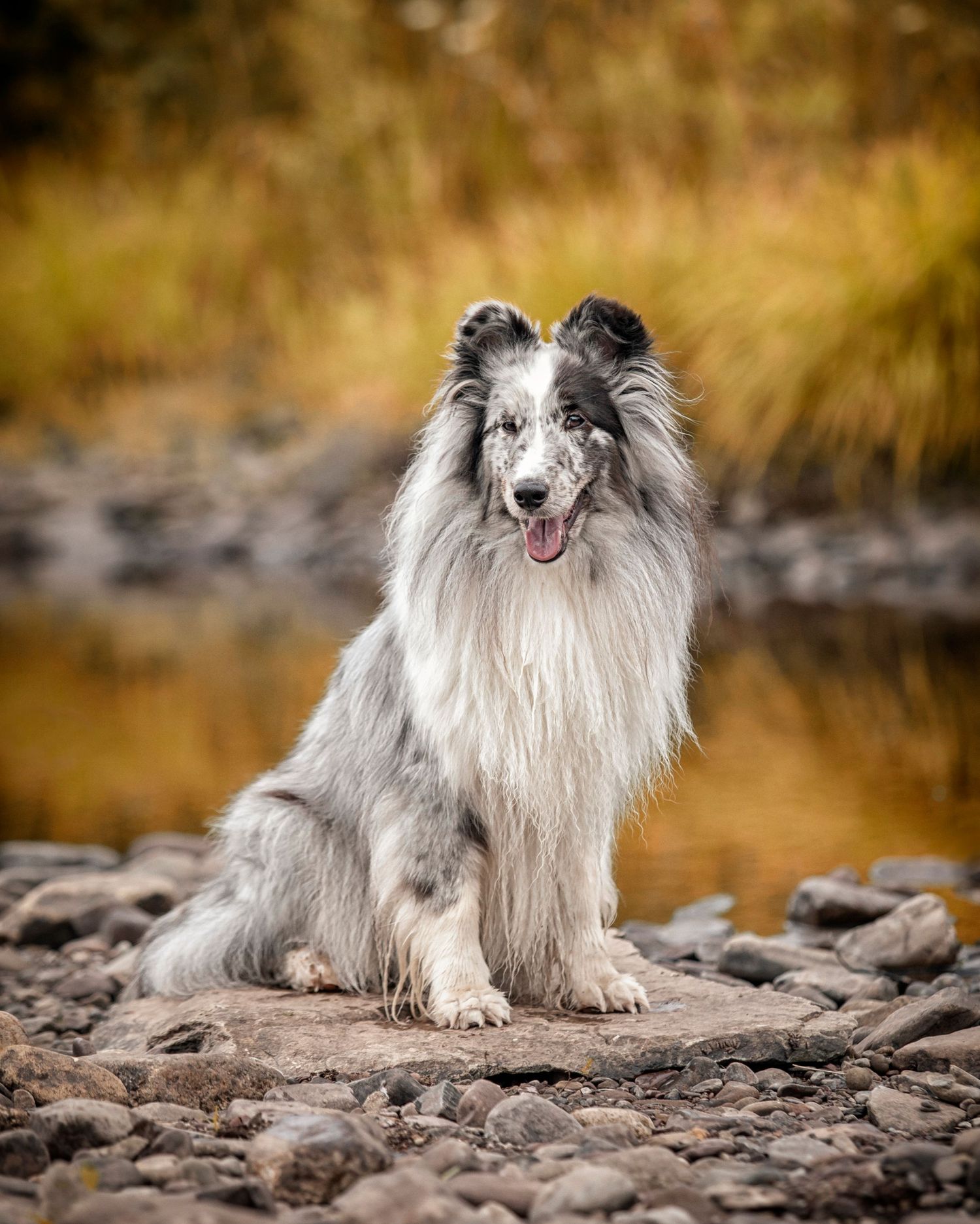 Dog seated on rocks by a stream.