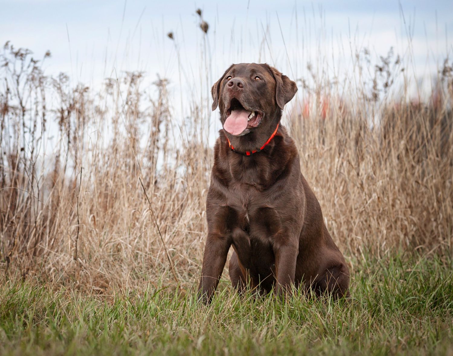 Chocolate lab seated in autumn field.